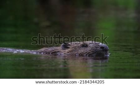 Beaver swims to the beaver castle. It lives on a river in the Black Forest and has created a beaver dam. Beavers are nocturnal animals, the picture was taken in the evening at dusk