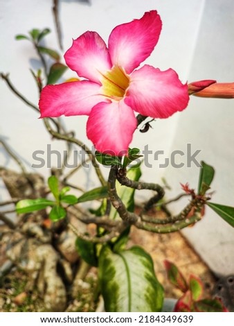 pink frangipani flower with white background wall