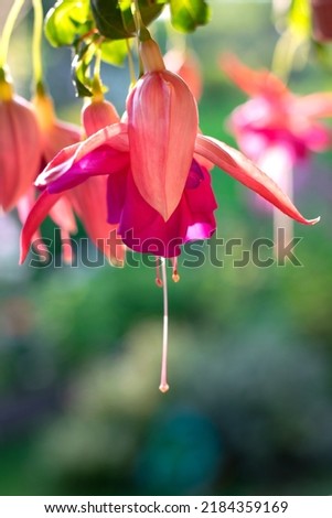 Fuchsia flower hanging from the flowerpot against the garden Royalty-Free Stock Photo #2184359169