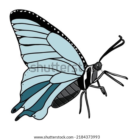 00075 Blue Morpho Butterfly Clip Art Vector illustration on white background for Fashion and Poster Designs.