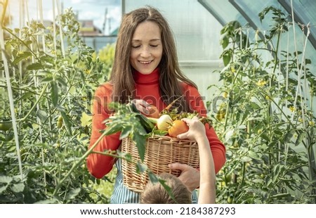 Mom and son harvest ripe tomatoes in a basket in the greenhouse. The concept of healthy organic products grown in your garden