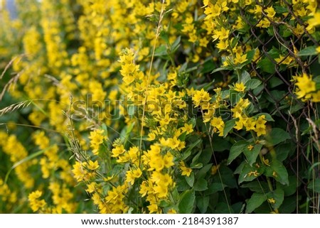 Yellow flowers. Little flowers in yellow color. Floral natural background. Yellow Flowers planted next to the fence. Space for tehx. Space for copy. 