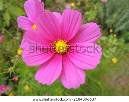 Beautiful Pink Cosmos Bipinnatus flower at home entry garden for beauty and relaxation.