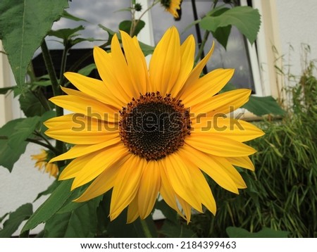 Beautiful vivid sunflower with the house entrance in the background in a sunny day. Close view high quality Image.