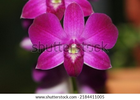 Singapore national flower orchid picture taken in a nursery 
