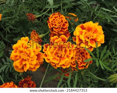 Beautiful closeup of vivid colorful Tagetes Erecta flower. Bright red, yellow, and orange color marigolds