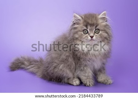 Cute British fluffy longhair kitten two months old, blue tabby color on a lilac background