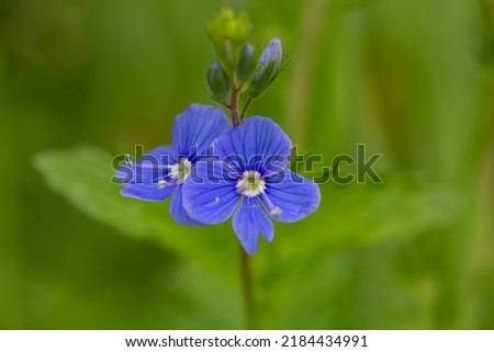 Blooming lilac germander speedwell flower on a green background in the summer macro photography. Small bird's-eye speedwell flower with blue striped petals closeup photo on a sunny day.