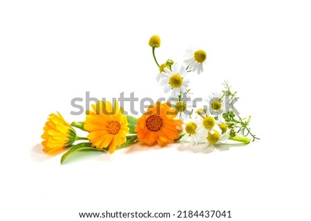 calendula and chamomile flowers, medicinal, to cure pain and heal wounds