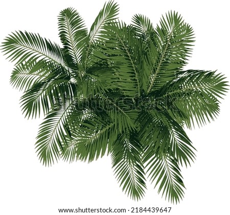 Top view of Plant (Generic Palm tree 2) Tree illustration vector	
 Royalty-Free Stock Photo #2184439647