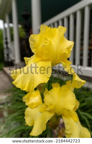 Yellow bearded Iris, selective focus. Drops of moisture on lat spring flower.  Royalty-Free Stock Photo #2184442723