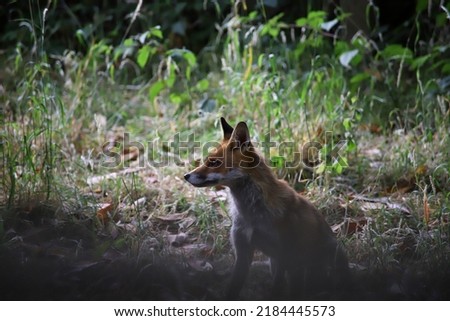 Side profile picture of a fox sitting in overgrown urban garden