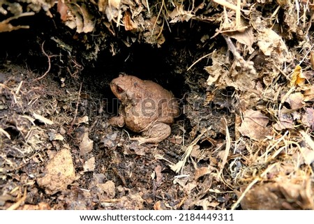 Close up of a European Common Toad (Bufo bufo) burying itself in a compost heap
