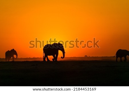 A very beautiful sunset in a temperate forest, giant and serene elephants are on their walk giving this picture a majestic touch.