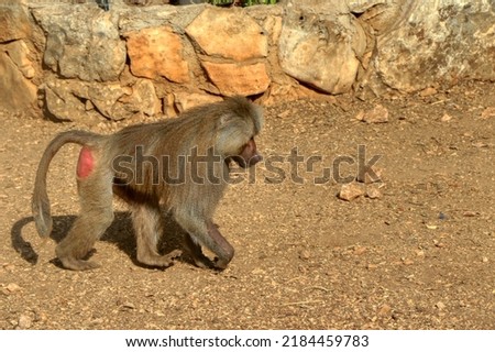 Adult baboon walking in the African savannah