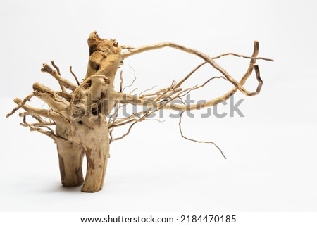 Dried mango root piece on white background with root branches decorative material