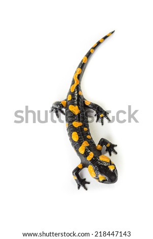 Fire Salamander on a white background