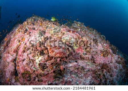 Pacific spotted scorpionfish hiding on the bottom. Stone scorpionfish during the dive on Malpelo island. Abundant fish in protected pacific area. Dangerous scorpaena mystes on the rock.  Royalty-Free Stock Photo #2184481961