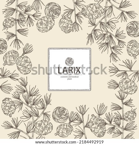 Background with larix: larch tree, larix branch and larch cone. Cosmetics and medical plant. Vector hand drawn illustration. Royalty-Free Stock Photo #2184492919