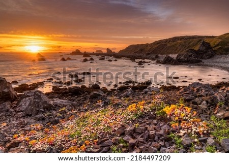 Colorful stonecrop flowers and sunset on the waters on the Pacific coast at St. Goerge Point, Crescent City, CA.