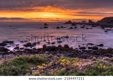 Colorful stonecrop flowers and sunset on the waters on the Pacific coast at St. Goerge Point, Crescent City, CA.