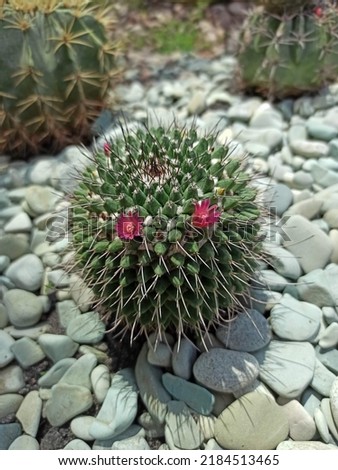 close up of cactus with the small pink flowers