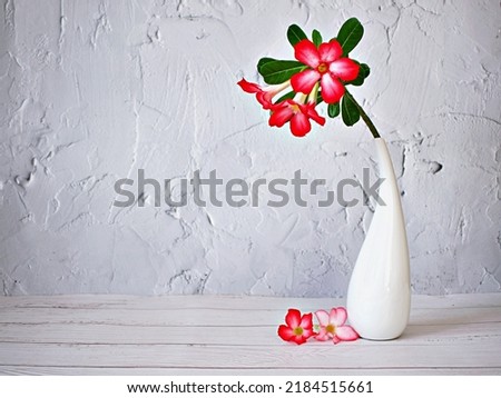 Red pink flower in vase on table ,pink flower desert rose Adenium obesum ,mock azalea ,impala lily ,sabi star ,arabicum ,Apocynaceae with white cement wall texture background or wallpaper, copy space