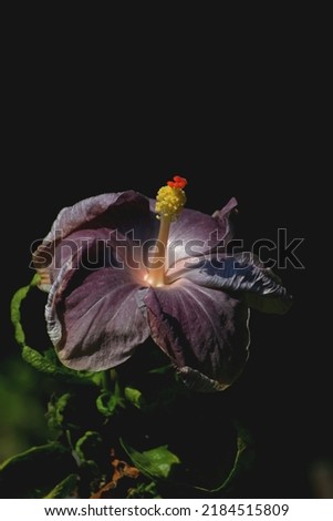 Hibiscus flower​ outstanding and​ beautiful​