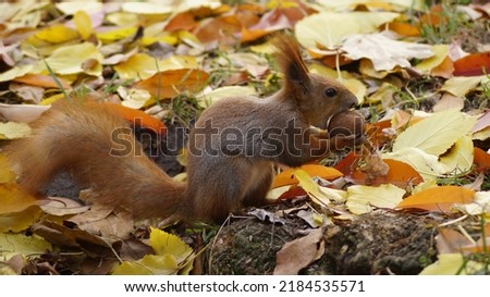 Red squirell in the park