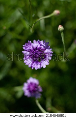 Violet cornflower flower close-up on a blurred background, for your design