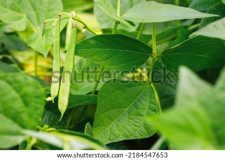 closeup of green beans growing on bush in vegetable garden. Selective focus Royalty-Free Stock Photo #2184547653