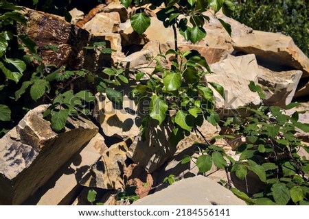 Wild plants growing on shattered rocks