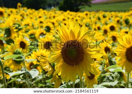 sunflower field with sunshine in Japan