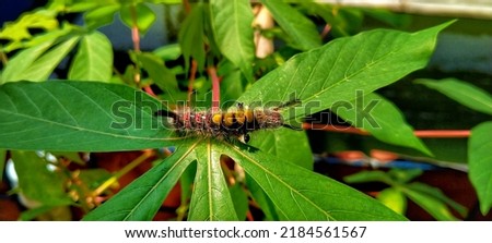Gray dagger moth caterpillar (Acronicta psi) on cassava leaves.