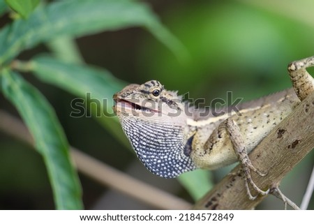 Brown with black neck lizard, (Lacertilia), opening mouth, on the branch in the forest, spot focus.