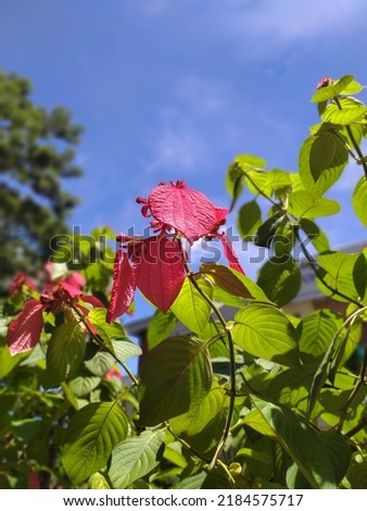 Red Flower in the Garden. Free Stock Image