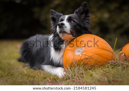 Cute Black and White Border Collie Lies Down with Orange Pumpkin on Grass in October. Adorable Domestic Dog Outside in the Garden during Halloween Festive Season.