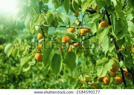 A bunch of ripe apricots branch in sunlight. High quality photo