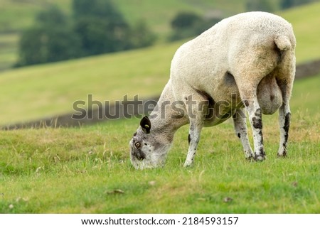 Bluefaced Leicester ram, or male sheep, with head down and grazing in lush green summer pasture. Facing left. Yorkshire Dales, UK.  Blurred, clean background.  Copy space.