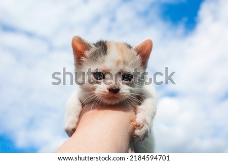 A small kitten with blue eyes in her hands against a blue sky with clouds