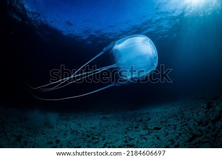 Box Jellyfish, Kelp Forest, Cape Town, South Africa Royalty-Free Stock Photo #2184606697