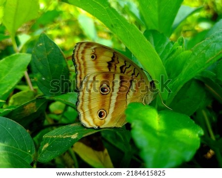 close up butterfly perched on green leaves