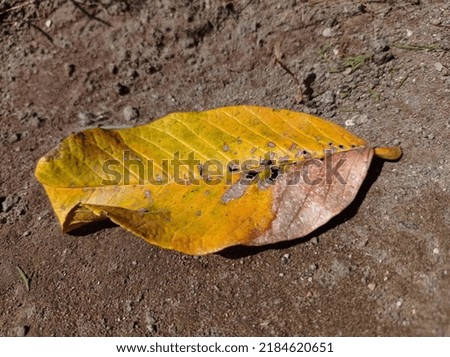 Close-up of fallen dry leaves on the ground background.
