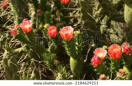 Cactus bush with pink flowers. Plant. cactus bloomed