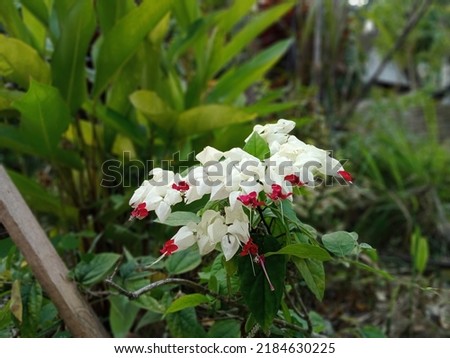 a creeping green leafy flower tree that has white flowers with red flower tips that are very holy and brave