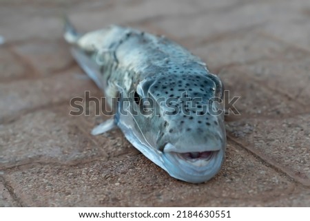 Selective focus on eyes and head of puffer fish. (Lagocephalus sceleratus, silver-cheeked toadfish, or Sennin-fugu is an extremely poisonous marine bony fish in the family Tetraodontidae) Royalty-Free Stock Photo #2184630551