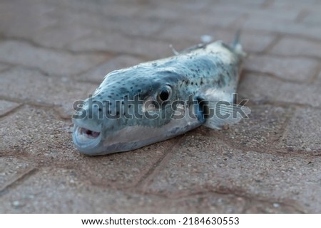 Selective focus on eyes and head of puffer fish. (Lagocephalus sceleratus, silver-cheeked toadfish, or Sennin-fugu is an extremely poisonous marine bony fish in the family Tetraodontidae) Royalty-Free Stock Photo #2184630553