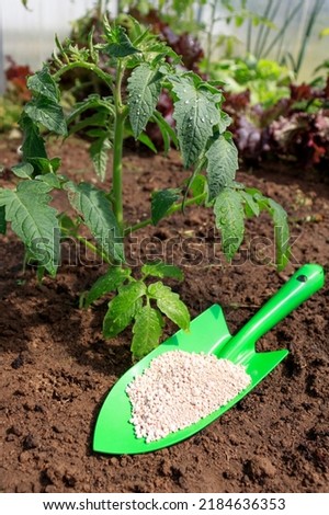 Granular fertilizer, garden tools on the ground before planting plants by the gardener. fertilization for tomatoes Royalty-Free Stock Photo #2184636353