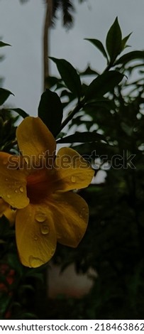 Yellow flower with water drops on a rainy day