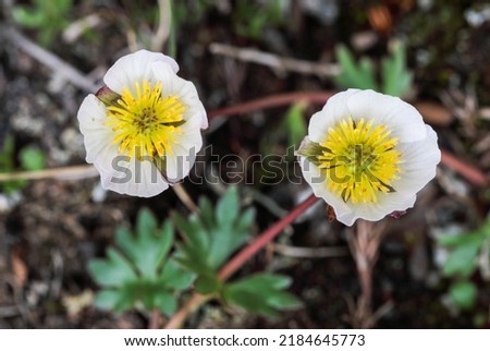 Glacier buttercups white flowers on The fell  Royalty-Free Stock Photo #2184645773